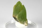 Green Olivine Peridot Crystal Cluster with Magnetite - Pakistan #185265-1